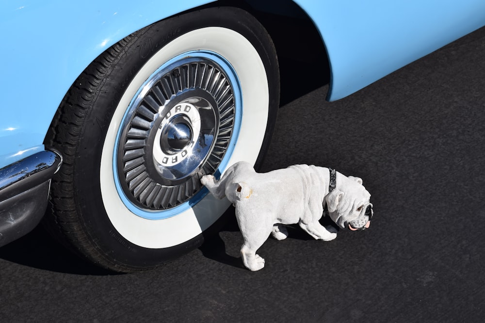 bulldog inglés blanco orinando en neumáticos de pared blanca