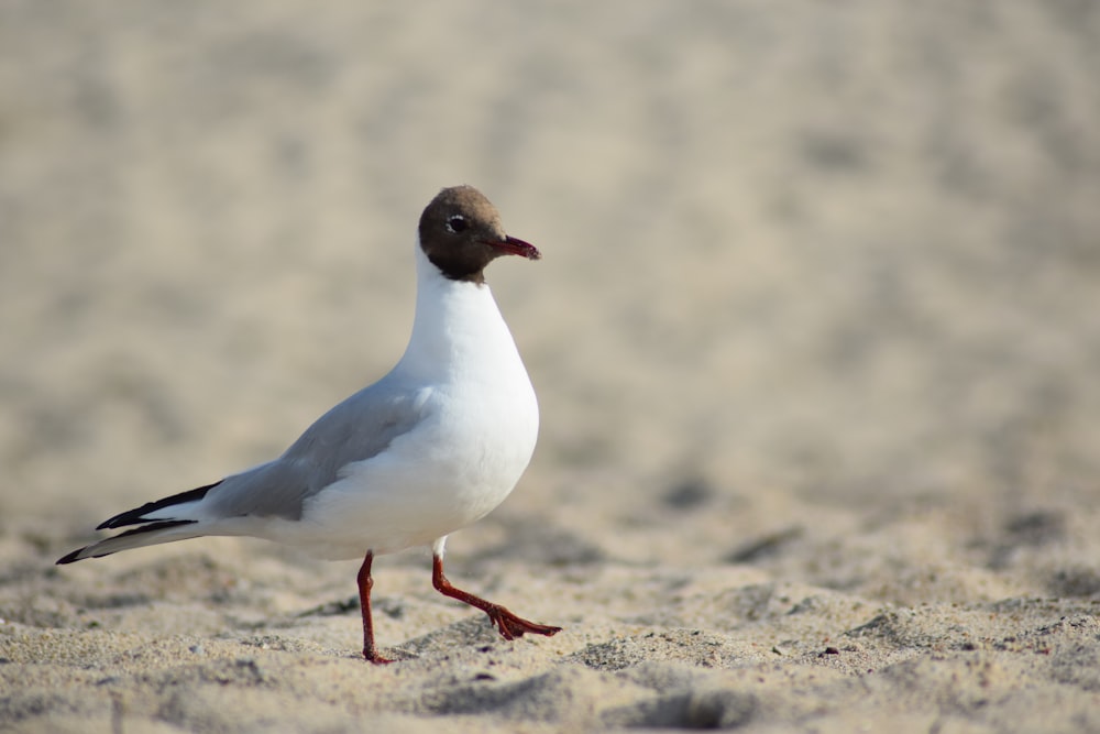 white bird walking on white sand