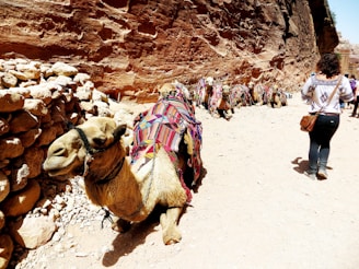 A group of camels with colorful blankets are resting in a sandy area next to a rocky wall. A person, possibly a tourist, stands nearby taking photos or observing the camels.