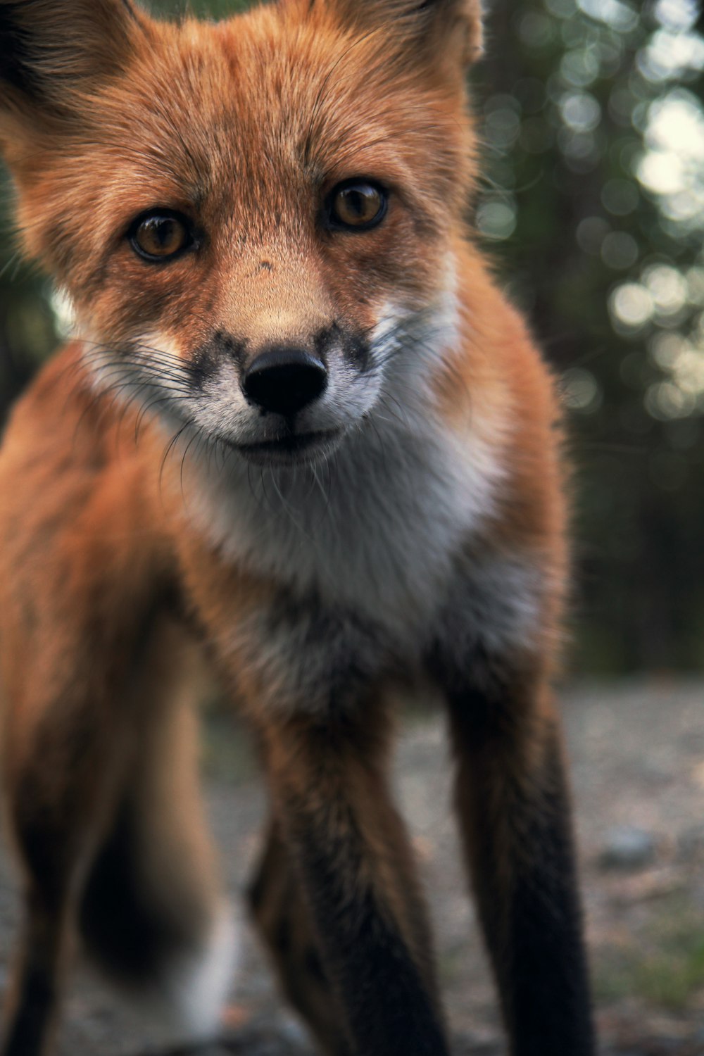 photo of red fox