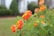 Bright orange and yellow flowers are in focus in the foreground, with lush green leaves surrounding them. The background is softly blurred, which emphasizes the vibrant colors of the flowers.