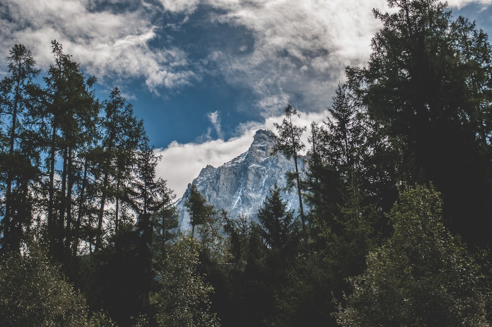 low-angle photography of green leaf trees and mountain