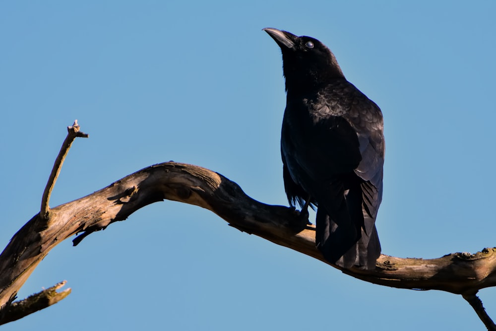 a black bird sitting on top of a tree branch