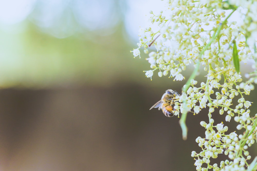 honeybee on petaled flower