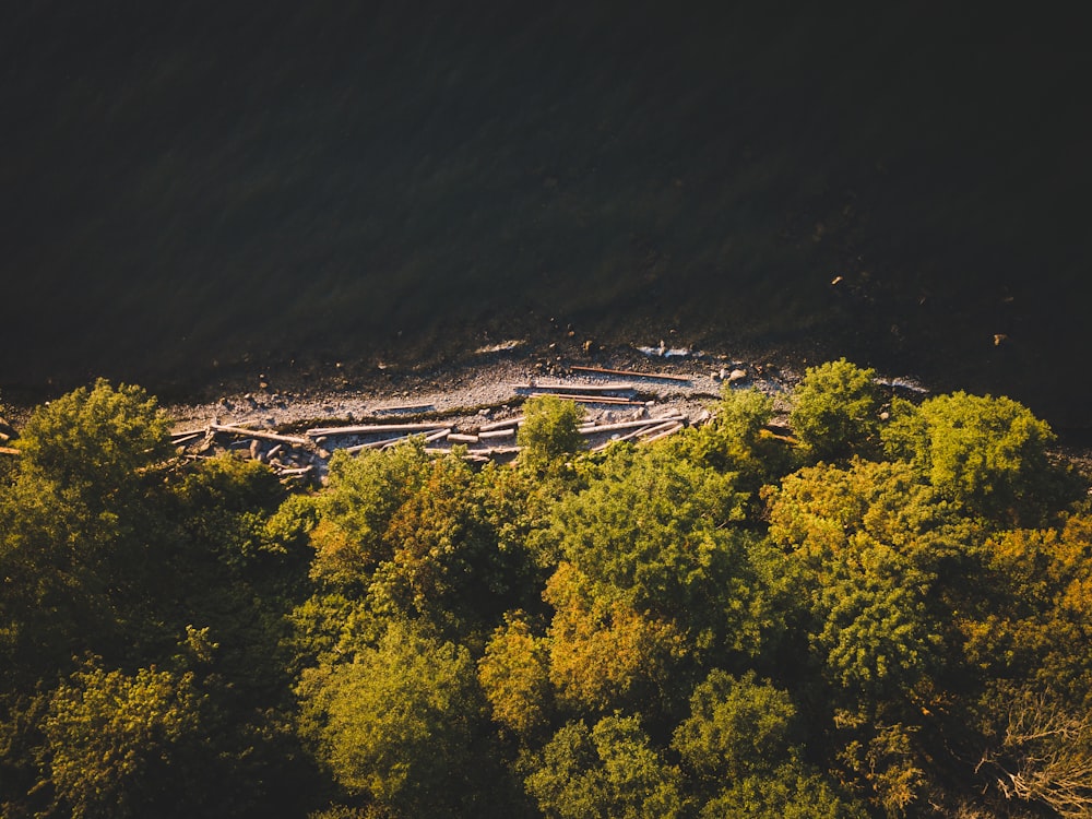 aerial photography of seashore surrounded with trees