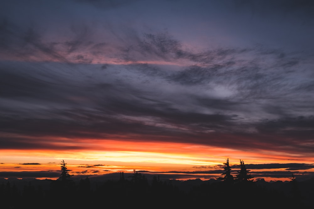 sunset silhouette photo of trees under cloudy skies