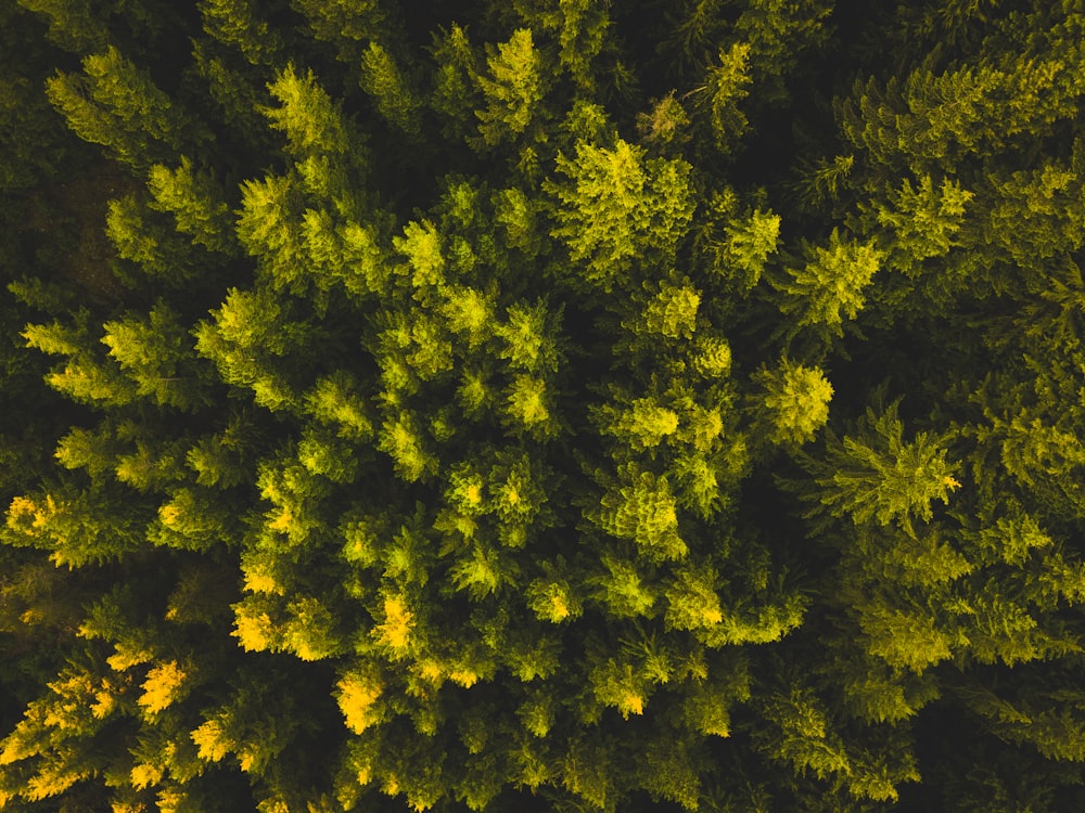 Fotografía de vista aérea de árboles de hoja verde
