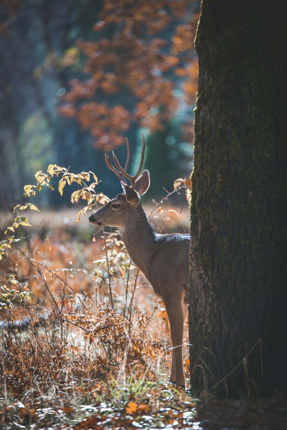 cerf à côté d’un tronc d’arbre