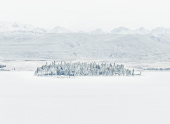 photo of snow covered pine trees in Canterbury New Zealand
