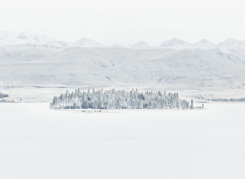 photo of snow covered pine trees