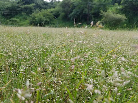 Wide shot of a freshly mowed large field with wild grass and natural surroundings.