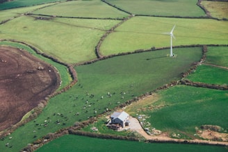 Aerial view of a rural landscape featuring large, neatly arranged green fields surrounded by hedgerows. In the center, a wind turbine is positioned amid one of the fields. Cows are scattered in another field near a farmhouse, highlighting the agricultural setting.