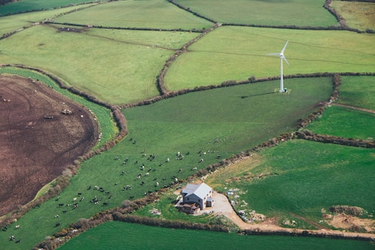 Aerial view of a rural landscape featuring large, neatly arranged green fields surrounded by hedgerows. In the center, a wind turbine is positioned amid one of the fields. Cows are scattered in another field near a farmhouse, highlighting the agricultural setting.