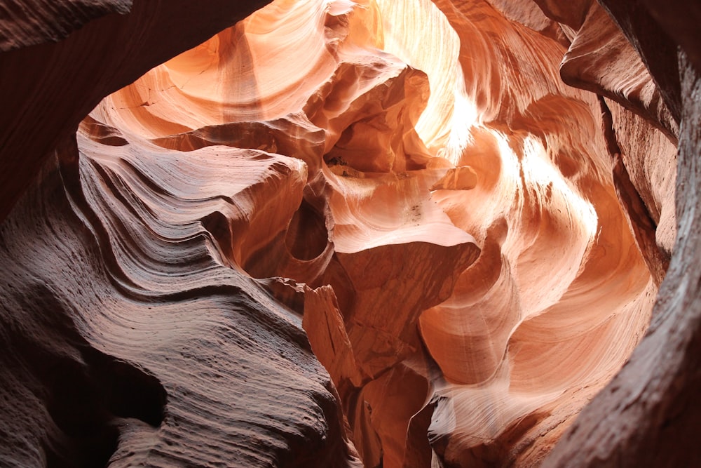 Grand Canyon Antelope