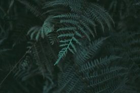 closeup photo of green fern plant