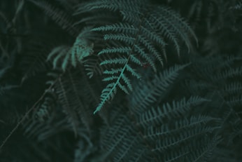 closeup photo of green fern plant