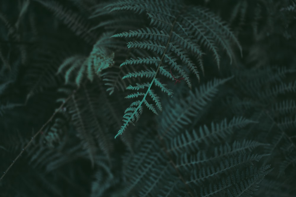 closeup photo of green fern plant