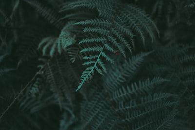 closeup photo of green fern plant leaves teams background