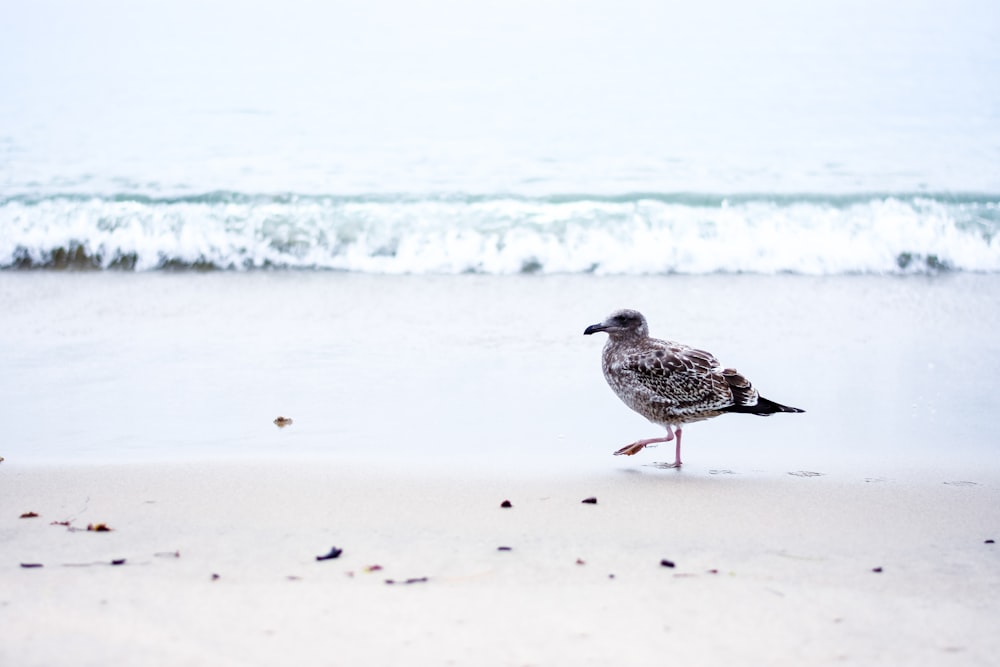 uccello a becco corto sulla spiaggia