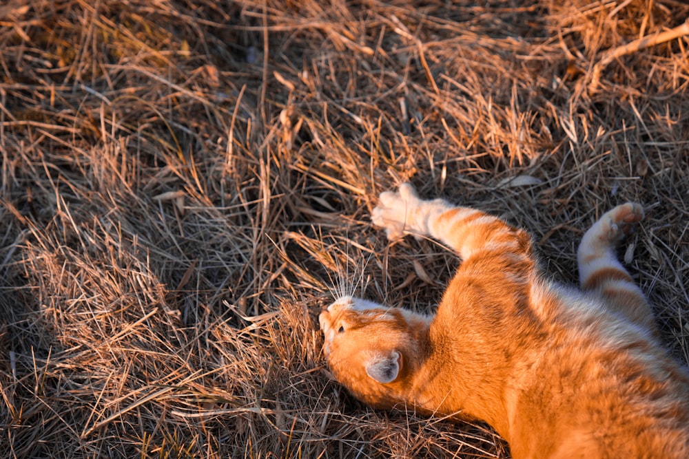 braun getigerte Katze auf braunem Gras