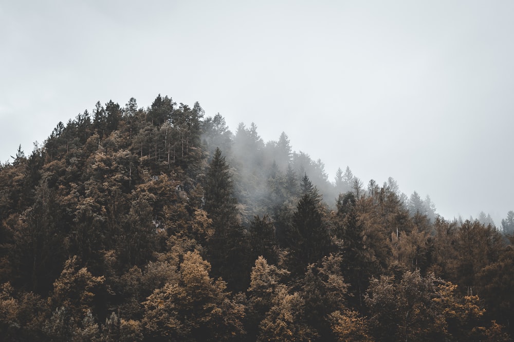 aerial view of forest on mountain