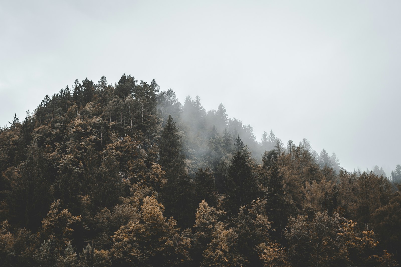 Canon EOS 5D Mark II + Canon EF 35mm F2 sample photo. Aerial view of forest photography