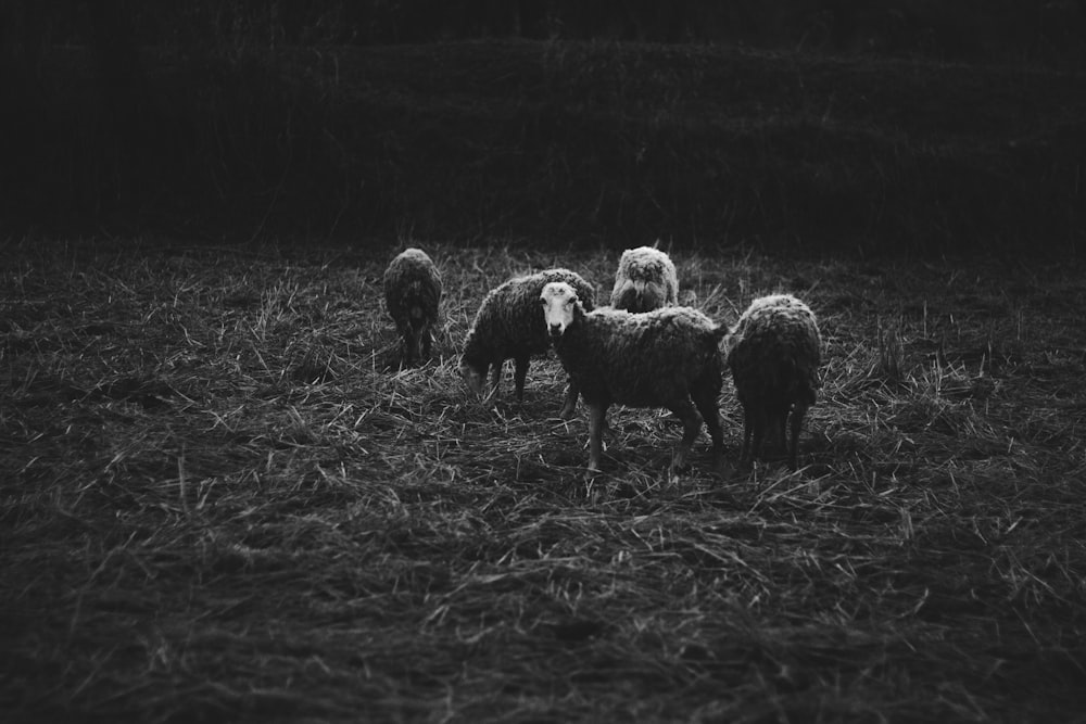 five sheep on grass field
