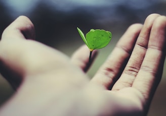 floating green leaf plant on person's hand