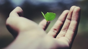 floating green leaf plant on person's hand