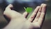 floating green leaf plant on person's hand