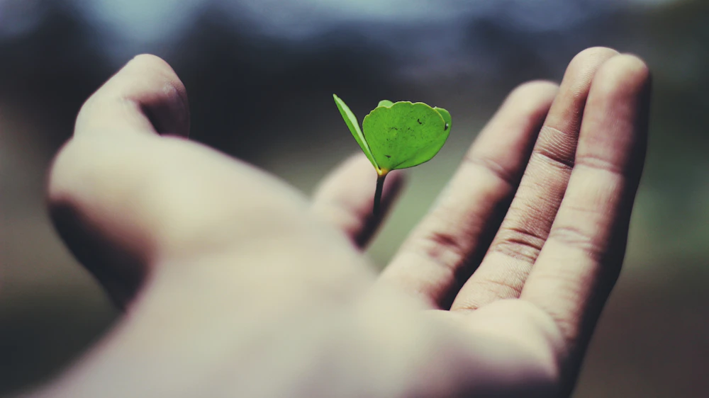 A small green leaf held in a hand
