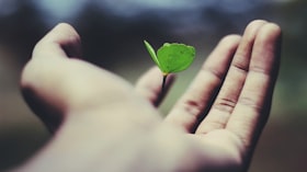 Mão humana segurando uma pequena semente germinada