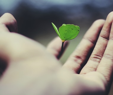 floating green leaf plant on person's hand