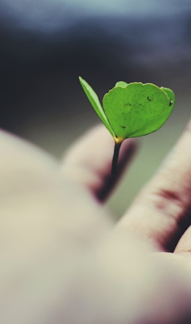 floating green leaf plant on person's hand