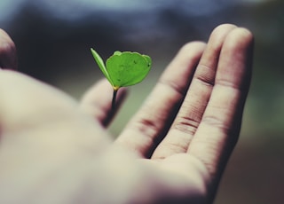 floating green leaf plant on person's hand