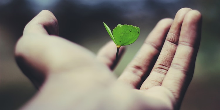 floating green leaf plant on person's hand