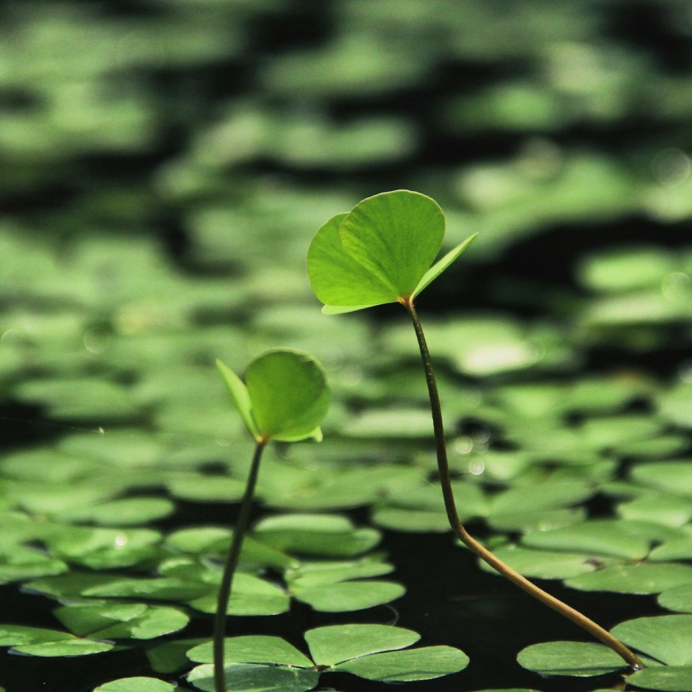 shallow focus photography of plants on water during day