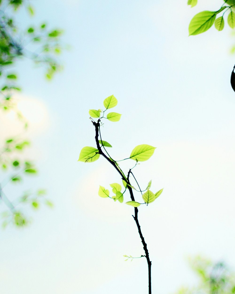 Photographie sélective de la plante de vigne