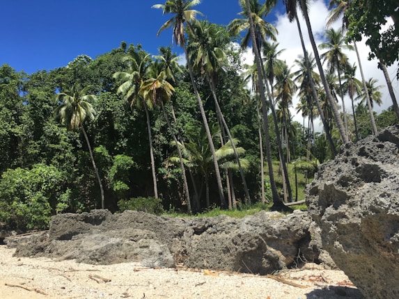 A tropical beach scene featuring tall palm trees swaying against a backdrop of dense green foliage. The foreground is composed of large, rugged rocks and a strip of sandy beach, under a vibrant blue sky with a few white clouds.