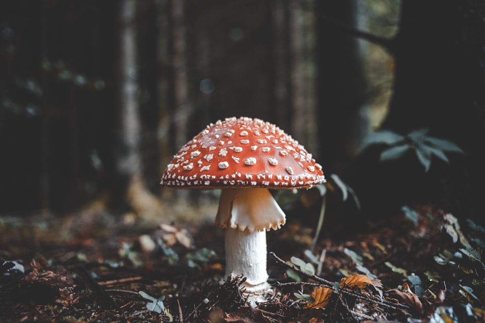 Champiñón rojo y blanco