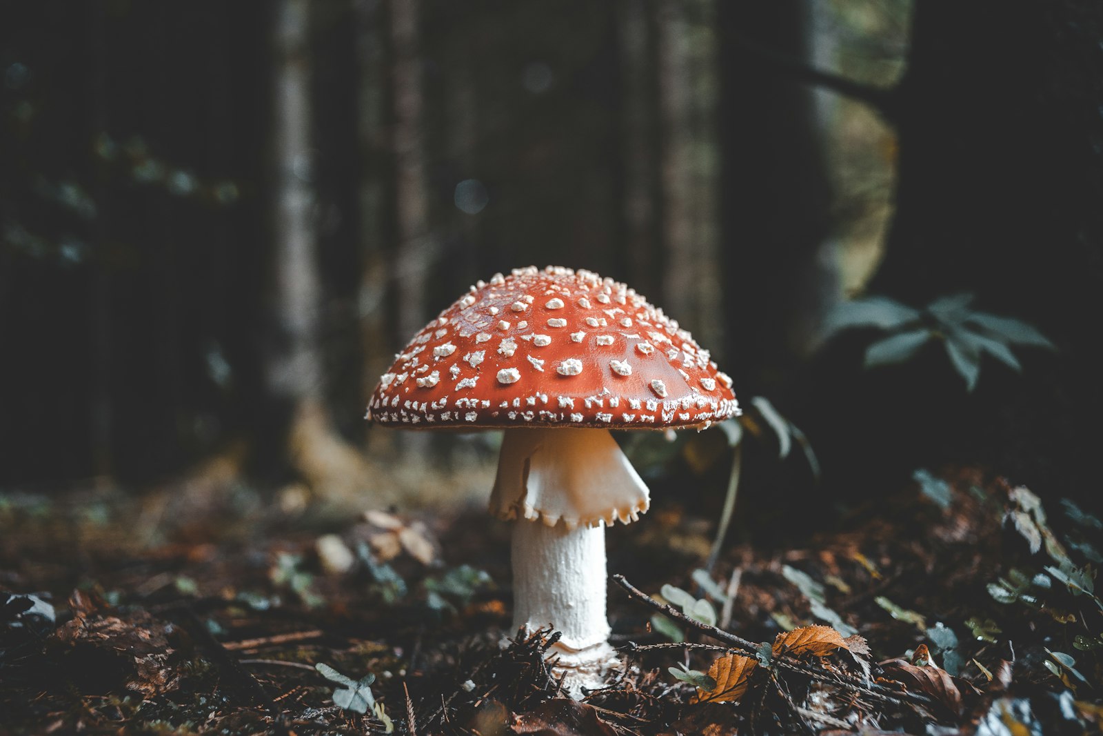 Canon EOS 5D Mark II + Canon EF 35mm F2 sample photo. Red and white mushroom photography