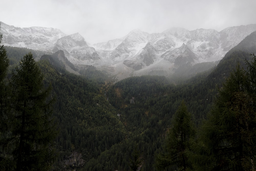 photo of green pine trees near snow capped mountain