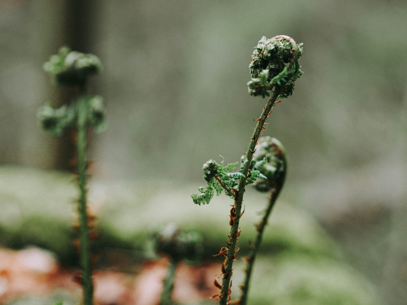 Fiddlehead ferns