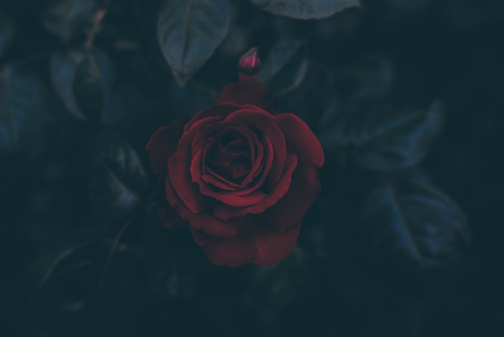 Blüte der roten Rose