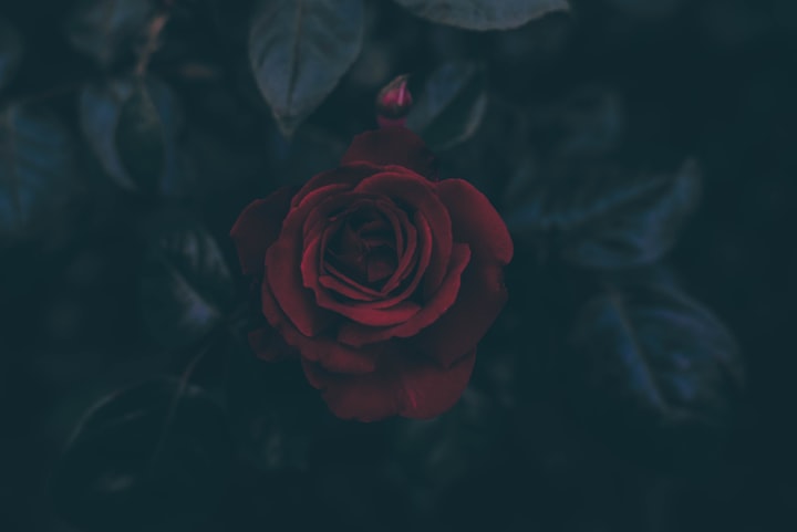 Roses of Sorrow