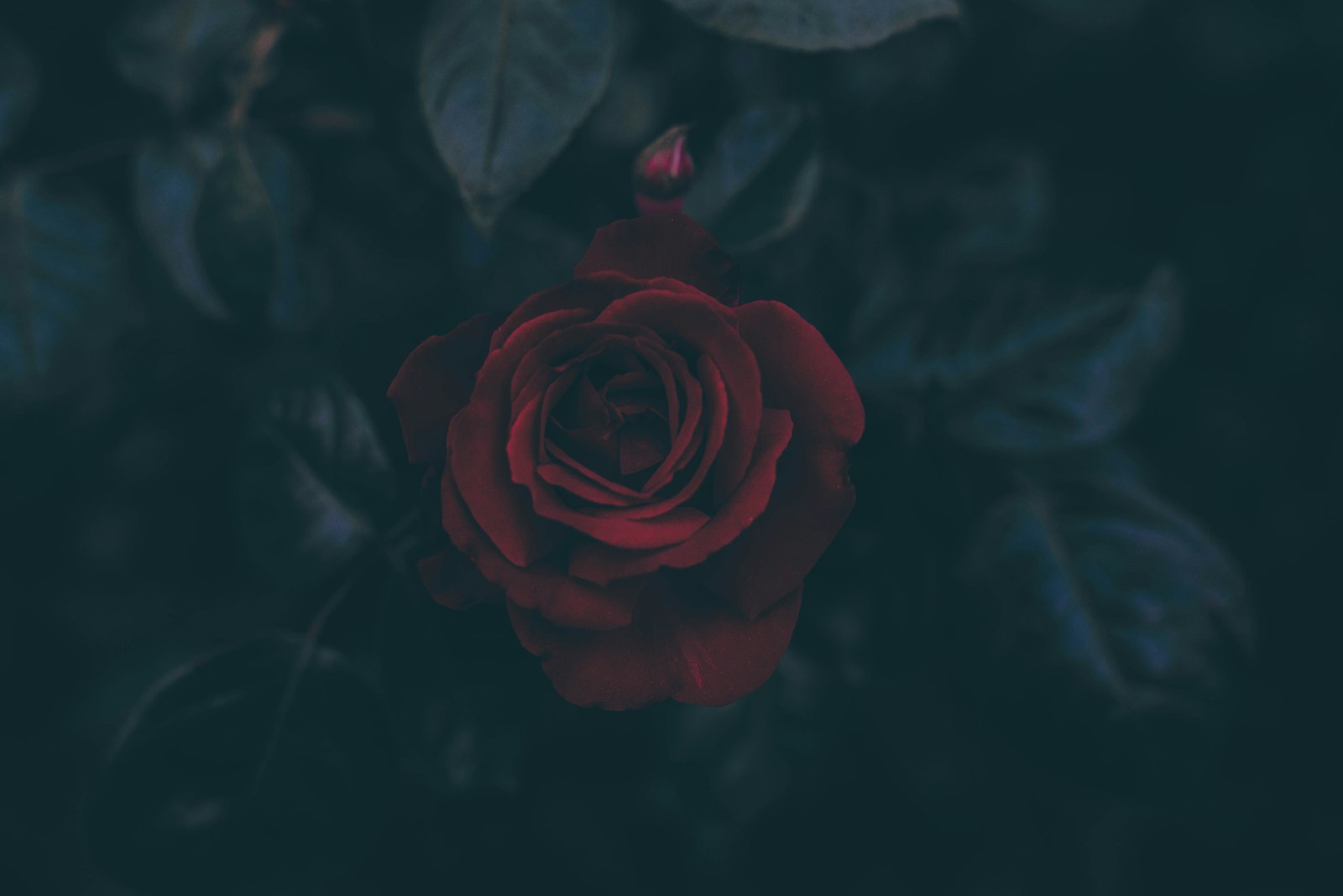 Nikon D750 sample photo. Red rose flower photography
