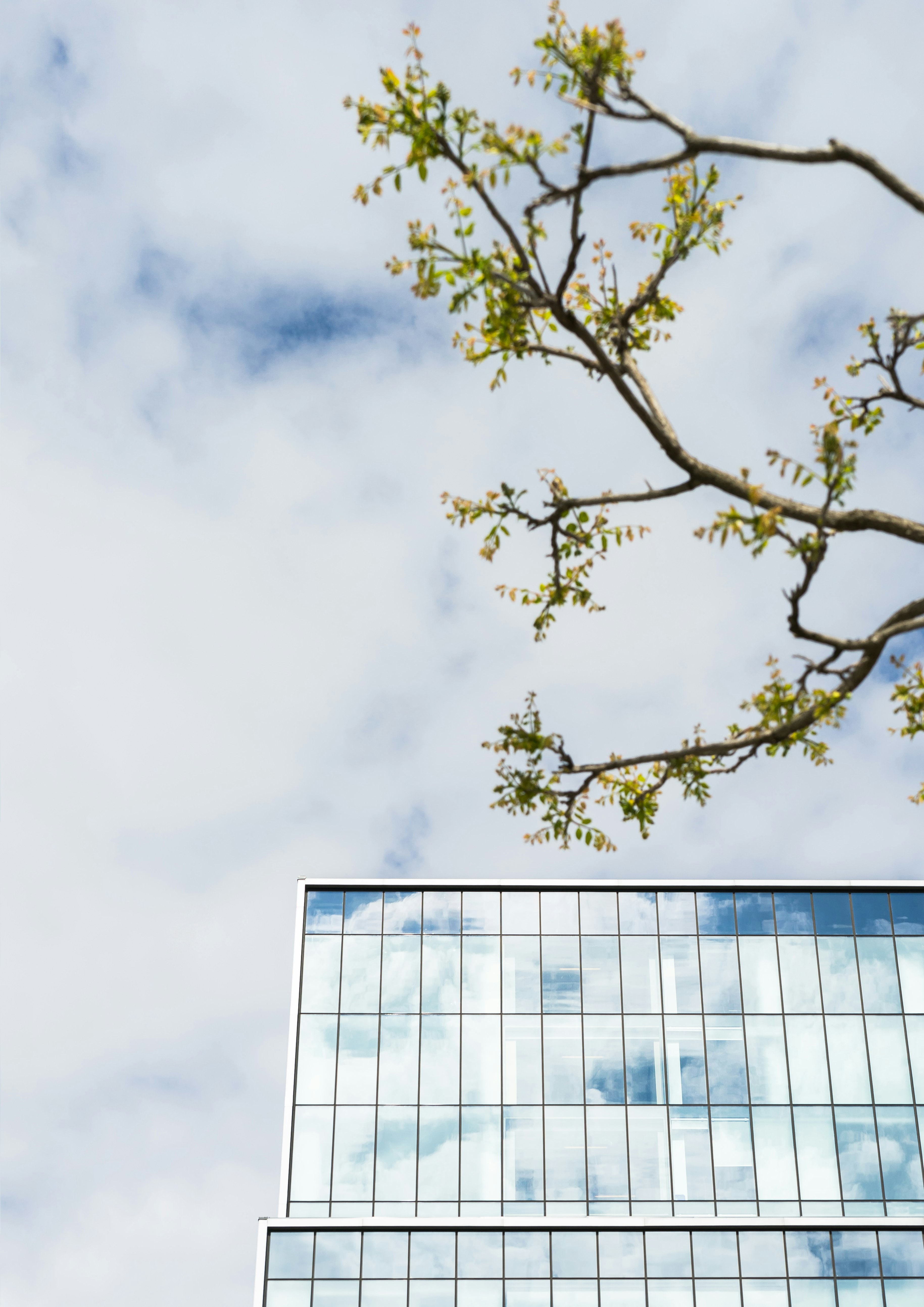 high rise building and green leafed tree branch