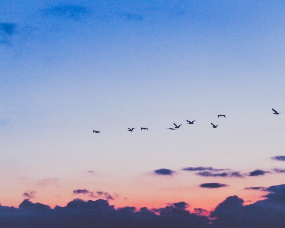 flocks of bird flying during daytime