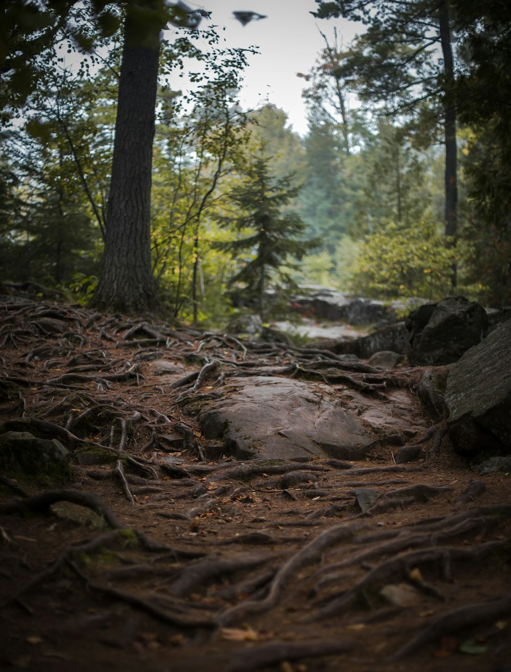 brown tree log on forest during daytime