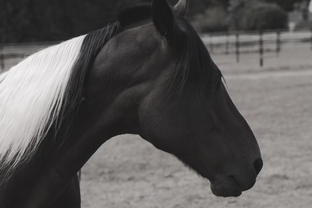 photo en gros plan de cheval noir